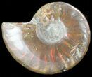 Flashy Red Iridescent Ammonite - Wide #45775-1